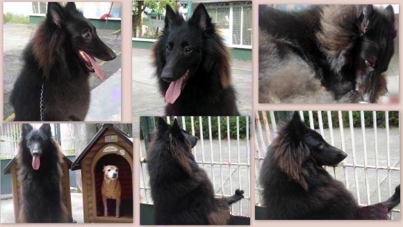 A compilation of photos of a black Belgian Sheepdog.