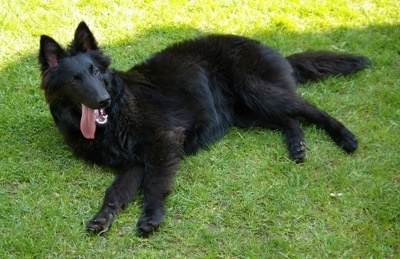 Indy the Belgium Shepherd laying on its side with its mouth open and tongue out