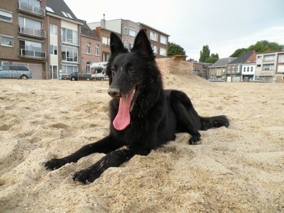 Indy the Belgium Shepherd sitting in sand with its mouth open and tongue out