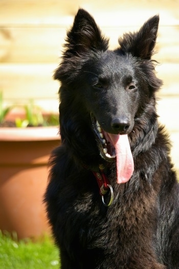 Indy the Belgium Shepherd sitting outside with its mouth open and tongue out with a large flower pot in the background