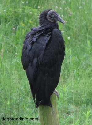 Black Vulture sitting on fence post looking into the distance