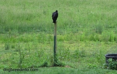Wide View of a Black Vulture on top of a fence post overlooking a field