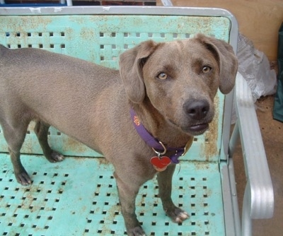 Blue Lacy standing on a rusted mint green chair