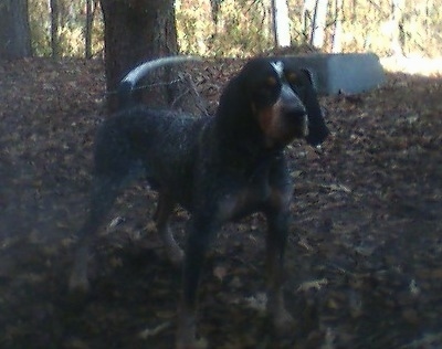 Blue Tick Lab