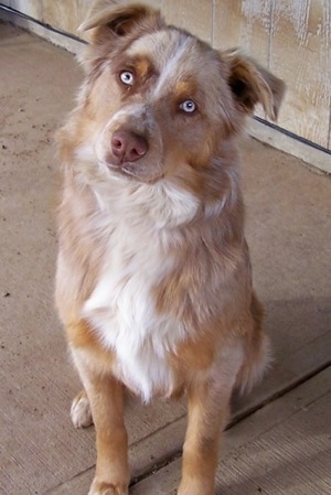 The front left side of a tan and white Border-Aussie that is sitting on a porch with its head tilted to the right.