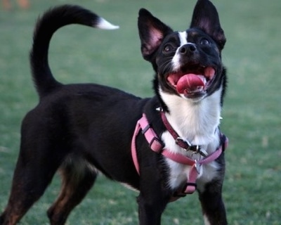 The right side of a black with white Bostillon that is standing on grass with its mouth open and its tongue out. It is looking up and its head is slightly tilted back.