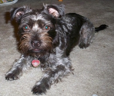 Close Up - The front left side of a grey and black with brown Boston Yorkie is laying on a carpet and it is looking forward.