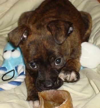 Close Up - A brindle Boston Yorkie is laying down on a blanket with a chewy hoof, in front of it.