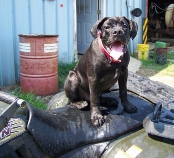 Sam the Boxador puppy sitting on the seat of a wet quad 4-wheeler with its mouth open and tongue out