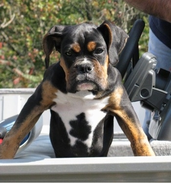 Loomis the Boxer puppy climbing out of a vehicle looking tough with a wide chest and serious face