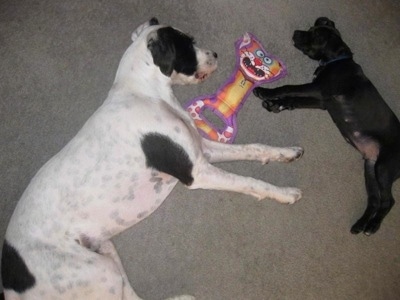 A white with black Boxerdoodle is laying on its left side across from a black Boxerdoodle puppy laying on its right side. There is a tug of war toy with a cat's face on it in-between the dogs