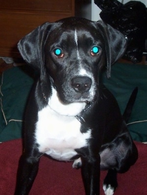 Springer Spaniel Boxer