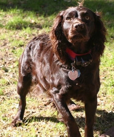 Daisy the Boykin Spaniel walking across the lawn towards the camera holder