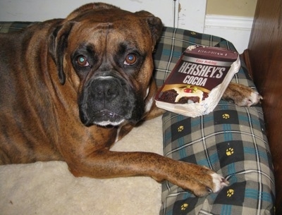 Bruno the Boxer laying in a dog bed with a chewed cookbook
