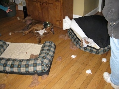 Bruno on his back with chewed up Dog bed pieces