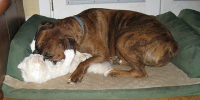 Bruno the Boxer burying his head into Kung Foo Kittys chest