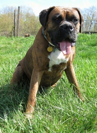 Bruno the Boxer sitting outside with his tongue out and mouth open