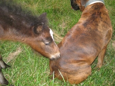 Budweiser the Young Colt has his face on Bruno the Boxers lower back