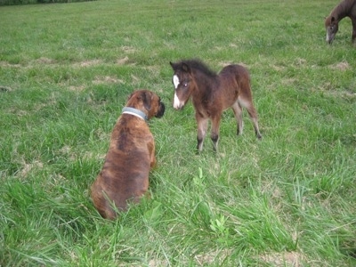 Bruno the Boxer sitting in front of Budweiser the Young Colt