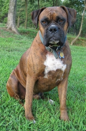 Bruno the Boxer sitting outside