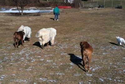 Tacoma and Tundra the Great Pyrenees and Bruno and Allie the Boxers along side Kung Foo Kitty are still running to a person who is in front of them