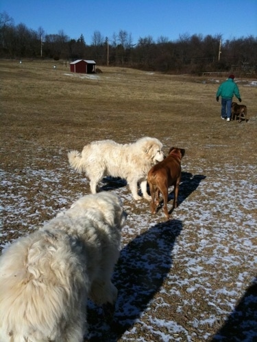 Allie the Boxer allowing herself to be smelled by Tacoma the Great Pyrenees and Tundra the Great Pyreness is coming in from the back with Bruno and a human in the distance