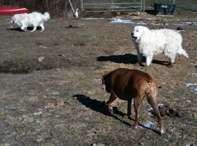 Bruno the Boxer sniffing around the ground Tundra the Great Pyrenees is standing in the mud Tacoma the Great Pyrenees is walking around