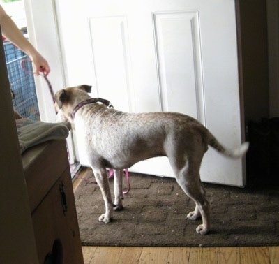 Maggie the Jack Russell Terrier mix waiting for the command to come outside