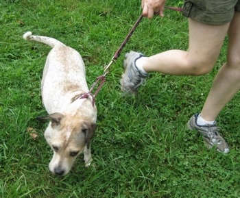 Maggie the Jack Russell mix pulling on the leash during a walk