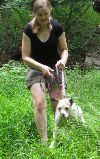 Maggie the Jack Russell mix pulling a lady on a leash