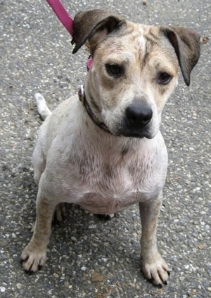 Maggie the Jack Russell mix sitting on a blacktop