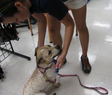 Maggie the Jack Russell mix sits down in a store as a person tries a collar on her