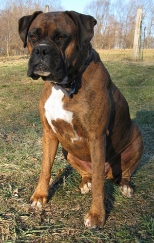 Bruno the Boxer sitting outside