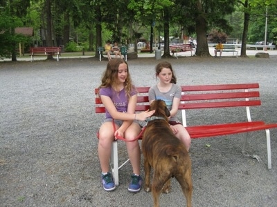 Bruno the Boxer getting pet by Sara and her friend