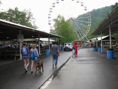 Bruno the Boxer walking towards the ferris wheel