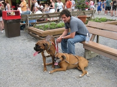 Stephen waiting with Bruno and Allie the Boxers