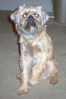 A tan with white Belgian Griffon is sitting on a tan carpet. One of its paws is slightly in the air