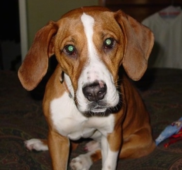 Close up front view - A brown with white Bully Basset dog is sitting on a couch and its head is tilted to the left.