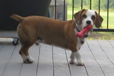 Right Profile - A short-legged, hound-looking, brown with white Bully Basset is standing on a porch in front of a grill. It has a red toy bone in its mouth.
