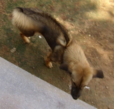 Lilly the Cambodian Razorback Dog walking in front of a concrete walkway