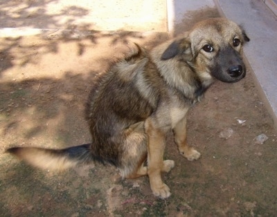 Close Up - Lilly the Cambodian Razorback Dog sitting in dirt in front of stairs and looking at the camera holder