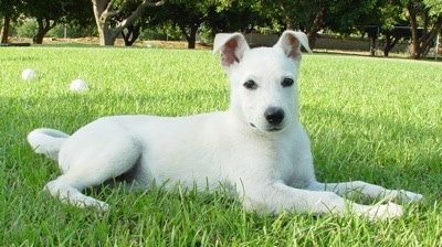 Sophia Carolina Dog puppy is laying in grass with Two baseballs behind it