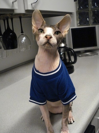 Cyrus the Sphynx cat is wearing a blue t-shirt and sitting on a countertop in front of a coffee pot, hanging wine glasses and white cabinets with a TV in the corner