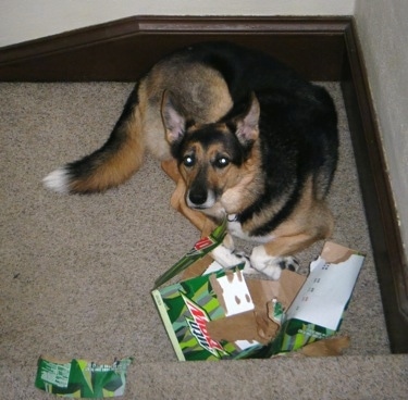 Pepper the German Shepherd/Collie Mix is sitting on a staircase and laying behind a chewed up Mountain Dew box