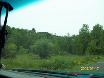 The trees and Greenery in Centralia