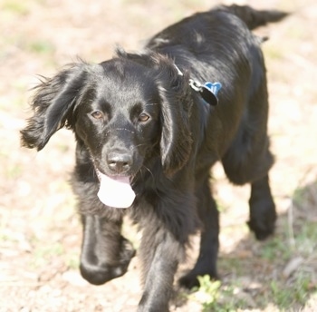 Belle the Chatham Hill Retriever trotting towards the camera holder with its mouth open and tongue out