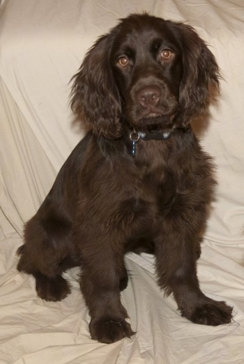 Brown Cocker Spaniel