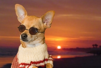 Ditto the Chihuahua is wearing a sweater and sunglasses. It was photoshopped onto a background of a sunset over the beach