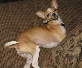 Gigi the tan and white Chihuahua is laying on a couch and it has a bone in its mouth