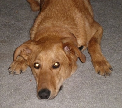 Trip the Chinook is laying on a carpet with his head between his two front paws